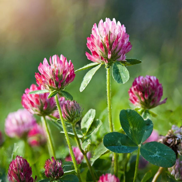 red clover